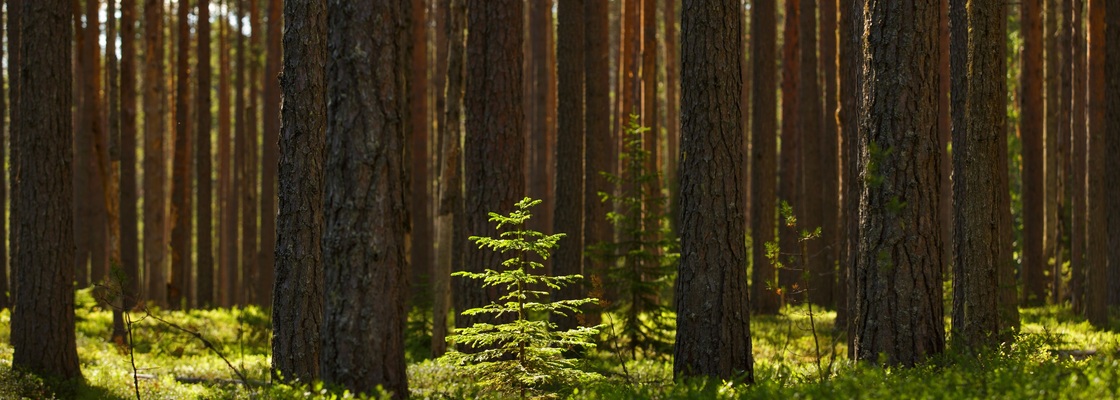 Main kivach 10 2560  photokarelia.ru 