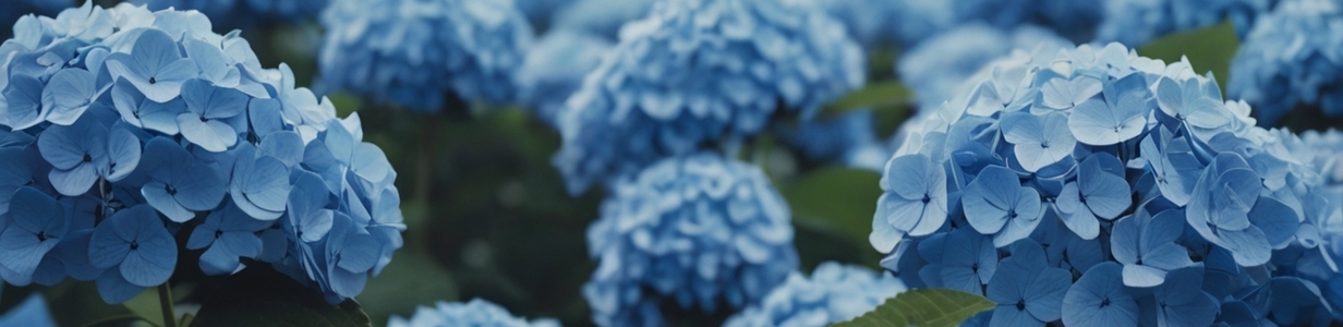Main leonardo vision xl field of blue hydrangeas 3 1 