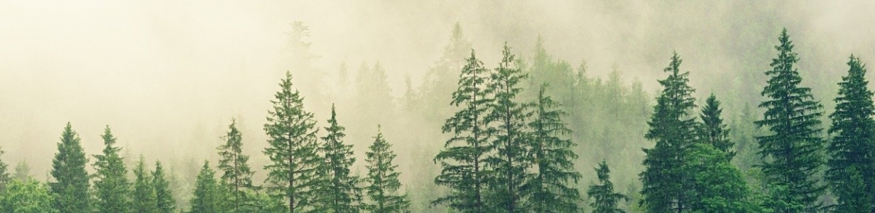 Main forest 3622519 1280
