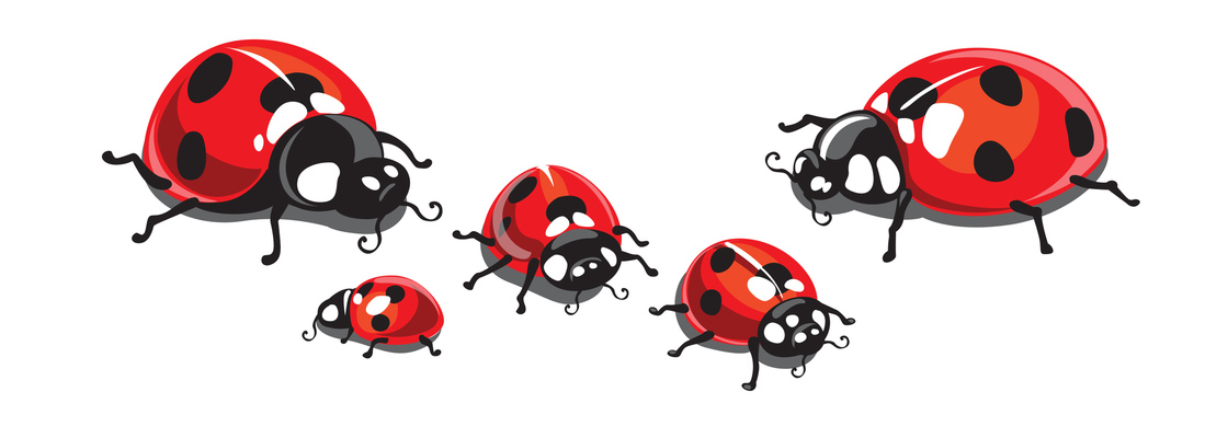 Main ladybug