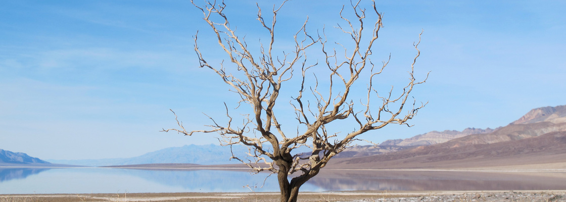 Main death valley bonsai lg