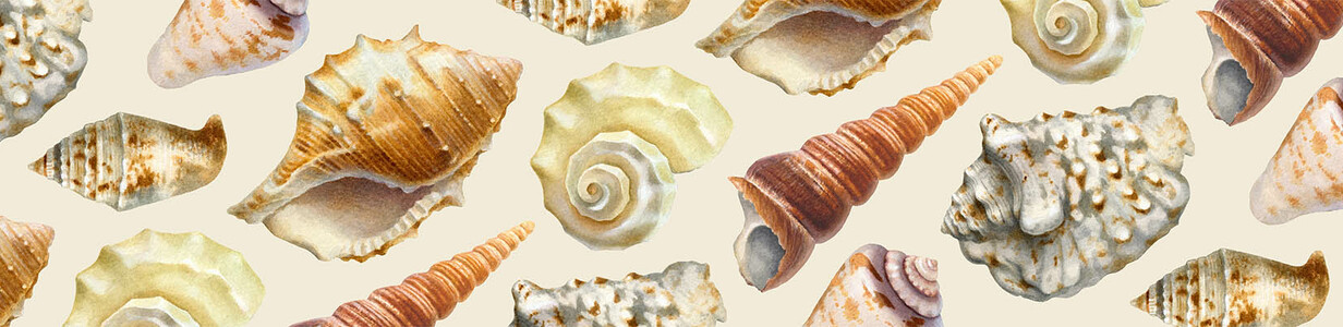 Main seashell3