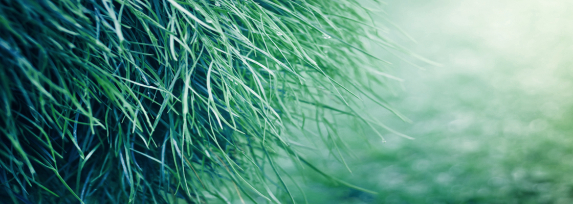 Main trava zelenaya priroda