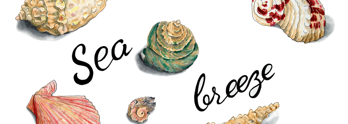 Main shell sea breeze